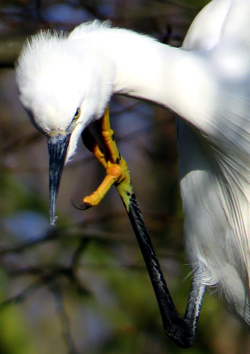 Did you see the Little Egrets featured on @BBCSpringwatch #Winterwatch last night?  If not, come and see if you can spot one with its big yellow feet @MordenHallPkNT for the Big Wetland Birdwatch this Sat 20 Jan, 11:00-15:00. #birdwatch2024