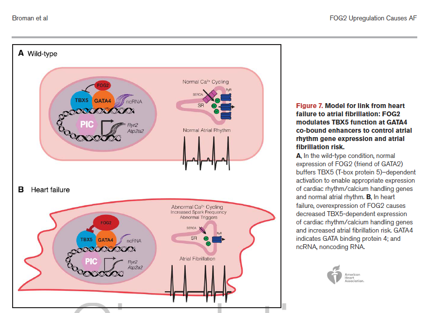 JacopoImberti's tweet photo. 🚨Another step forward in understanding the 🔁 link between #Afib &amp; #HF

Up to 50% of HF pts acquire AF
🤔Why?
 
👉Secondary resp to pathophysiological consequences of HF on atria
🆕Primary genomic response of atrial myocardium❗️

🖇️https://t.co/H5DsiVIaK9
@CircAHA @AHAScience https://t.co/zAWXrp7oUM