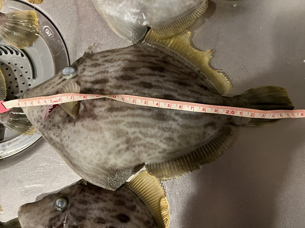 KFishinp's tweet photo. 尺カワハギなんて口走って失礼しました。
（全然ないじゃん😅）

しかし操船しながら遠目で見てるだけなのに、大体サイズわか��の凄すぎる、、、

27cmなわけなくない！？と帰りの車で一瞬疑ってしまいスミマセン🙇‍♂️ https://t.co/GH48CfflnK