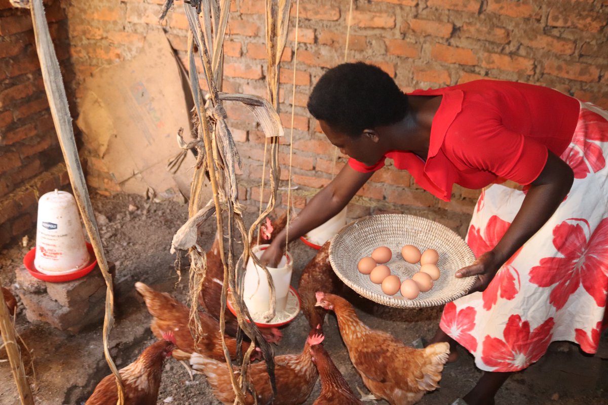 The gift of chicken can transform a rural person by providing eggs &amp; income.  Let's #empower 1,000 rural women in Lwengo with poultry farming starter kits. Just $50 gifts a family with chicks, training, &amp; a pathway out of poverty. Help transform lives: bit.ly/47JkyTN