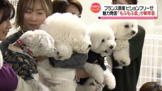 livedoornews's tweet photo. 【情報交換】フランス原産の小型犬ビジョンフリーゼの魅力発信「もふもふ会」が新年会 長崎
https://t.co/OyCCQQlZSf

長崎市を中心に活動している「長崎ビションフリーゼもふもふ会」。会長によると「本当にもふもふなので元気に遊んでいる姿をただ見せてほしいっていう会」だという。 https://t.co/XBSEqnSl57