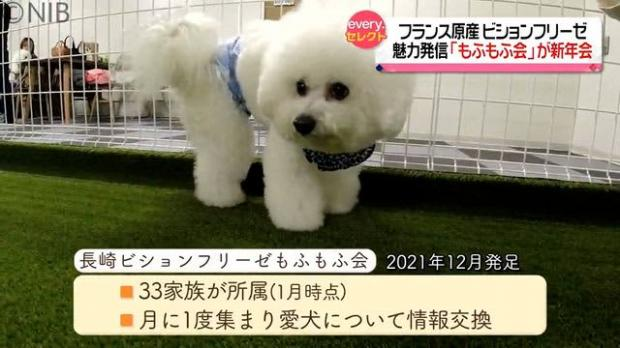 livedoornews's tweet photo. 【情報交換】フランス原産の小型犬ビジョンフリーゼの魅力発信「もふもふ会」が新年会 長崎
https://t.co/OyCCQQlZSf

長崎市を中心に活動している「長崎ビションフリーゼもふもふ会」。会長によると「本当にもふもふなので元気に遊んでいる姿をただ見せてほしいっていう会」だという。 https://t.co/XBSEqnSl57