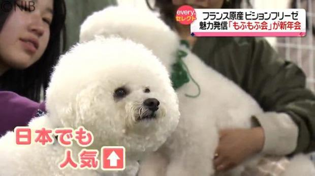 livedoornews's tweet photo. 【情報交換】フランス原産の小型犬ビジョンフリーゼの魅力発信「もふもふ会」が新年会 長崎
https://t.co/OyCCQQlZSf

長崎市を中心に活動している「長崎ビションフリーゼもふもふ会」。会長によると「本当にもふもふなので元気に遊んでいる姿をただ見せてほしいっていう会」だという。 https://t.co/XBSEqnSl57