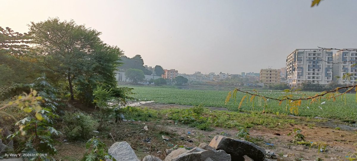 vinay_vangala's tweet photo. Need ur att'n @ZC_SLP @CommissionrGHMC @ce_ghmc n engineering team! For the last 3 months it's been mosquitoes raining! Fogging n spraying done by @Dc21Ghmc team but in vain as the route cause is water bodies filled with hyacinth. Pls clear it.
Eg: Kaithammakunta Lake n our homes https://t.co/R24Fr0XIkl