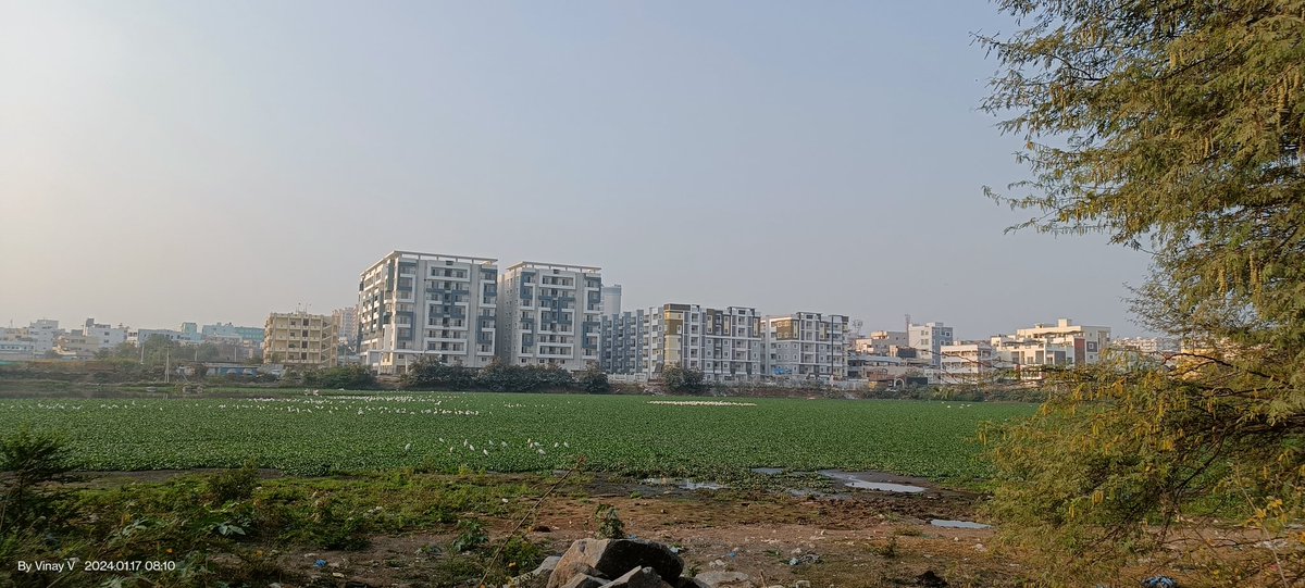 vinay_vangala's tweet photo. Need ur att'n @ZC_SLP @CommissionrGHMC @ce_ghmc n engineering team! For the last 3 months it's been mosquitoes raining! Fogging n spraying done by @Dc21Ghmc team but in vain as the route cause is water bodies filled with hyacinth. Pls clear it.
Eg: Kaithammakunta Lake n our homes https://t.co/R24Fr0XIkl