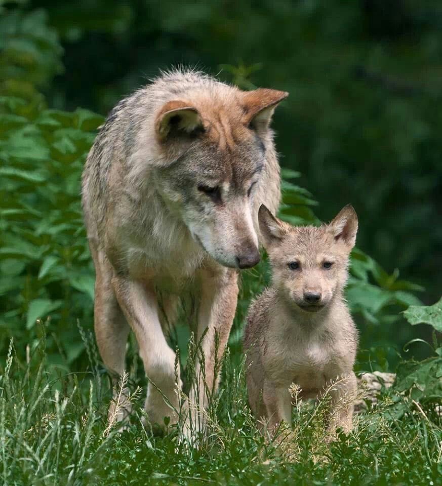 Wolves_Lover1's tweet image. Perfect shoot ❤️❤️