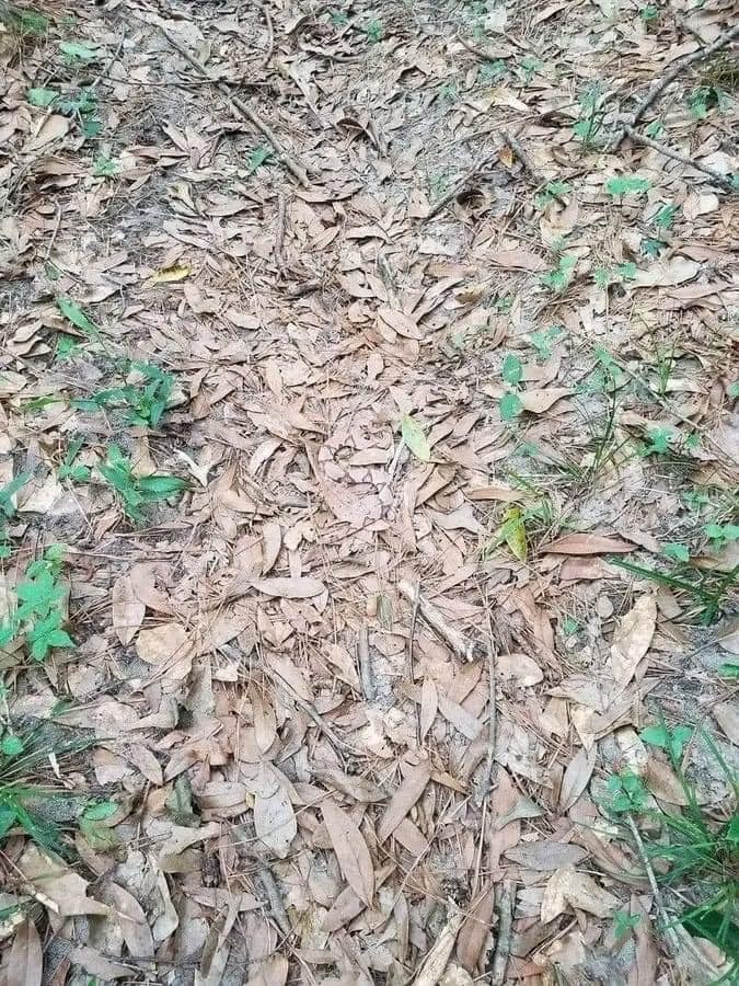 EnsedeCiencia's tweet photo. Por eso que tienes que vigilar cada paso en el bosque 🤯🤯

¿Ya lo viste? https://t.co/UQ3QkBQ8Ls