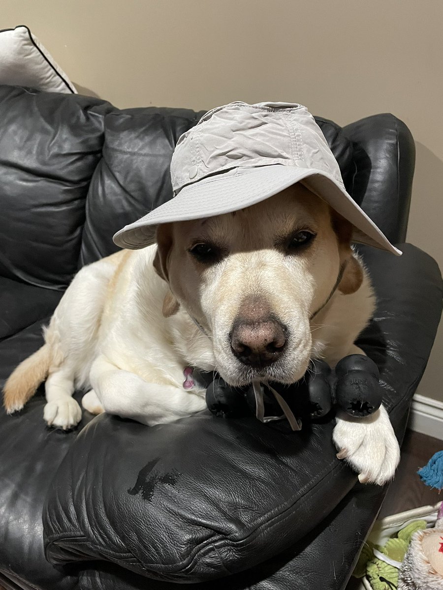 We are a day late, but Mom’s new hat arrived today and she made me try it on 🙊.

Mom just broke the news to me that her and Dad are going to tour Australia & New Zealand for 6 weeks 🙈. I’m not impressed 🙊.
#dogsoftwitter 
#NationalHatDay