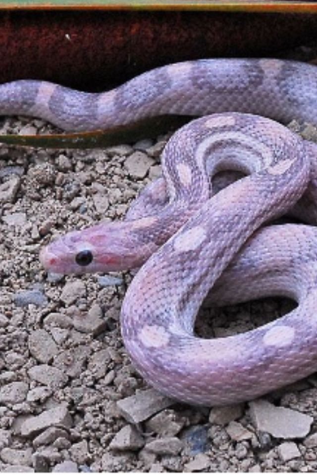 random_snakes's tweet photo. #DumbDMs
Some Person: Drinking too much coffee drives people insane.
Me: I'll have a short drive. ๐คช๐ค๐โ๏ธ Now, have some matching snakes, cakes and coffee. Fact: Corn snakes can be lavender.
Some Person: ๐๐๐๐ https://t.co/PlykSjDCss