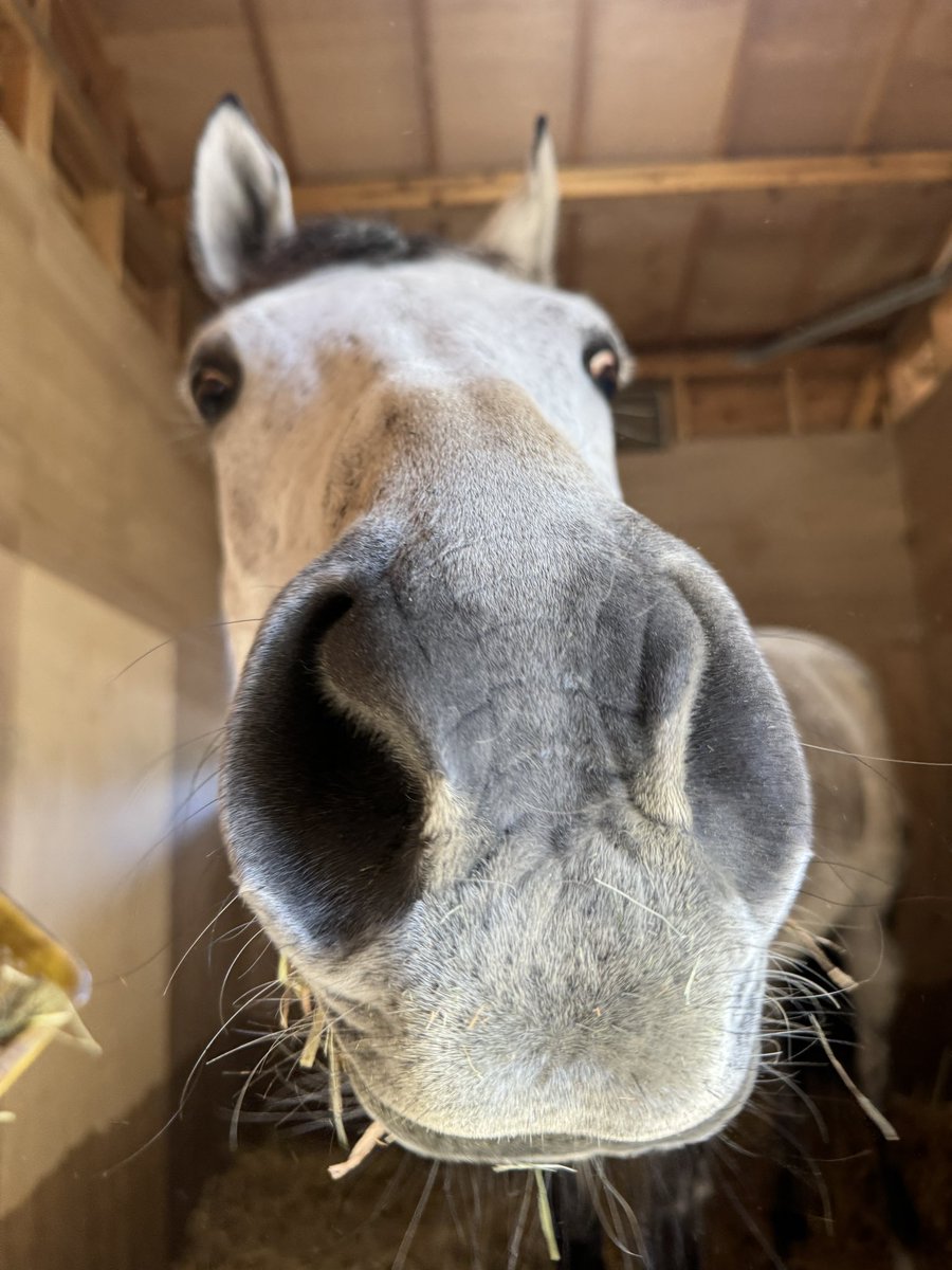 racehorse_f's tweet photo. 船橋開催3日目！
本日は交流重賞になったブルーバードカップが開催されます。

今日の誘導馬は全レース2頭で誘導します！
1-4と9-12 #ミューチャリー
1-2と5-10 #ストリートキャップ
3-8と11-12 #タカラスノーウェーブ

の予定です。
本日も応援よろしくお願いします！

#船橋競馬 https://t.co/i83XsAkiDF