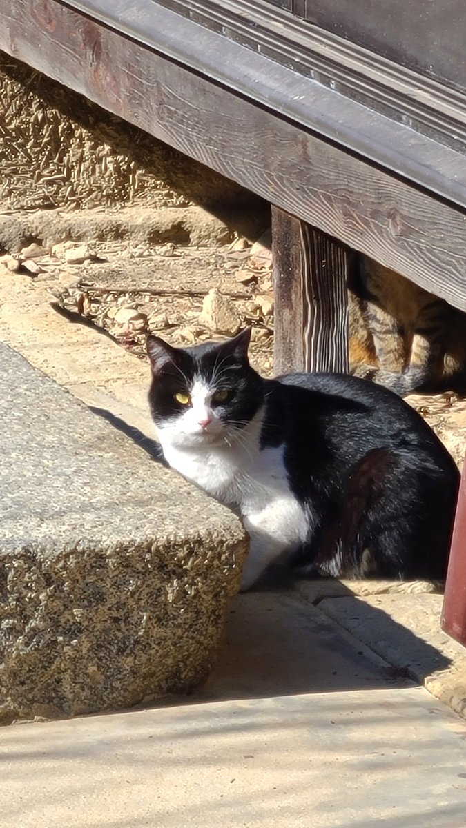 「今日の散歩おわり!本日は朝寒かったので猫がいなさそうだと白鳥を求めて溜め池にただ」|安田のイラスト