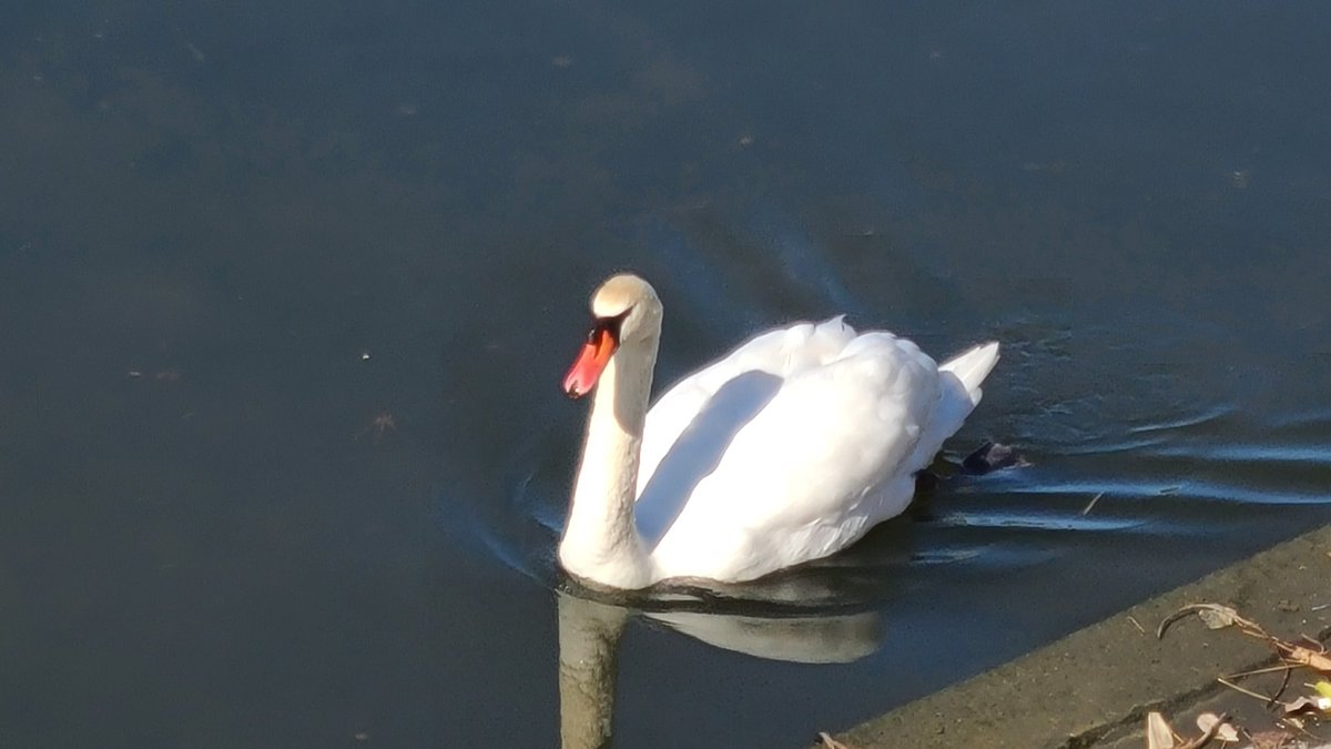 「今日の散歩おわり!本日は朝寒かったので猫がいなさそうだと白鳥を求めて溜め池にただ」|安田のイラスト