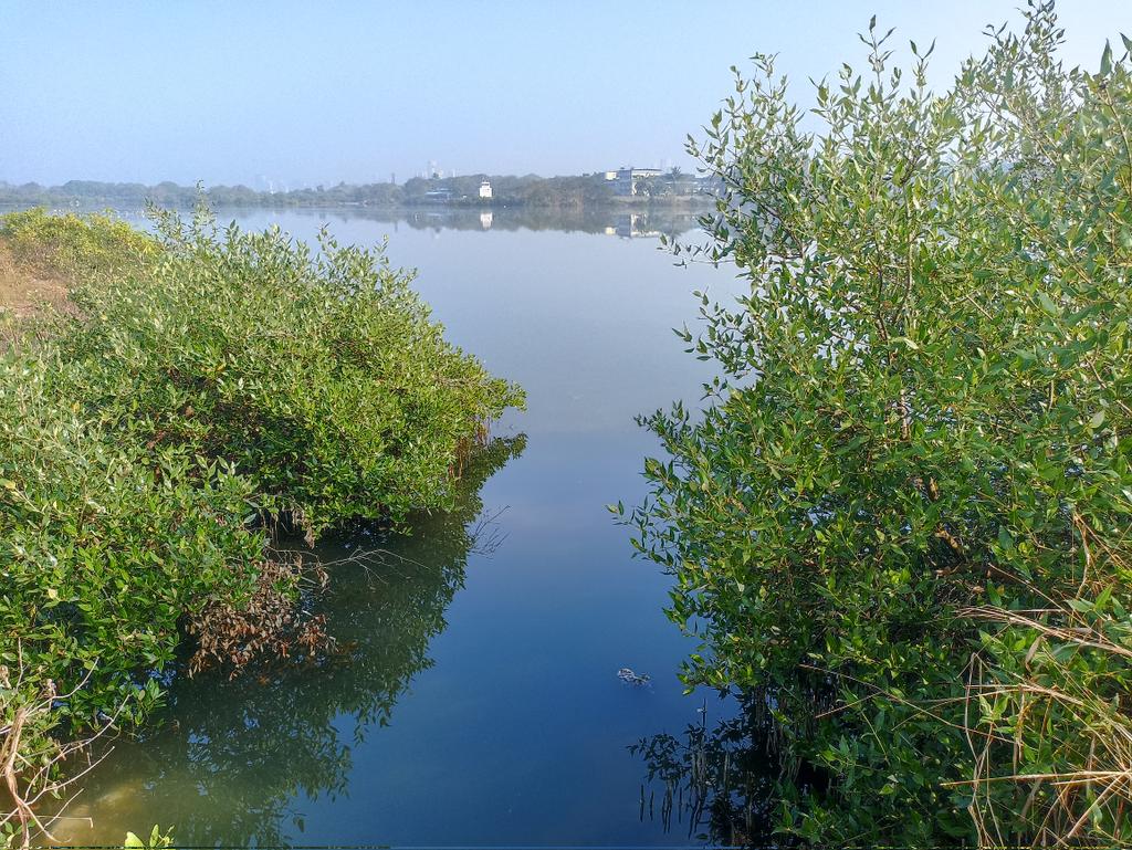 Beauty blue carbon. Amazing reflection of Mangroves at TS Chanakya Wetland. Mangroves provide natural infrastructure to help protect nearby populated areas by reducing erosion and absorbing storm surge impacts during extreme weather events such as hurricanes. #cliamteresilient