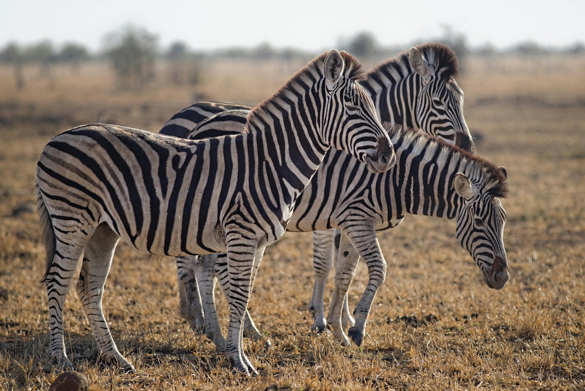 Zebras, iconic members of the horse family known for their distinctive black and white striped coats, boast several fascinating features. Despite their visually striking appearance, each zebra's stripe pattern is unique, much like human fingerprints. 

#zebra #wildlife #nature