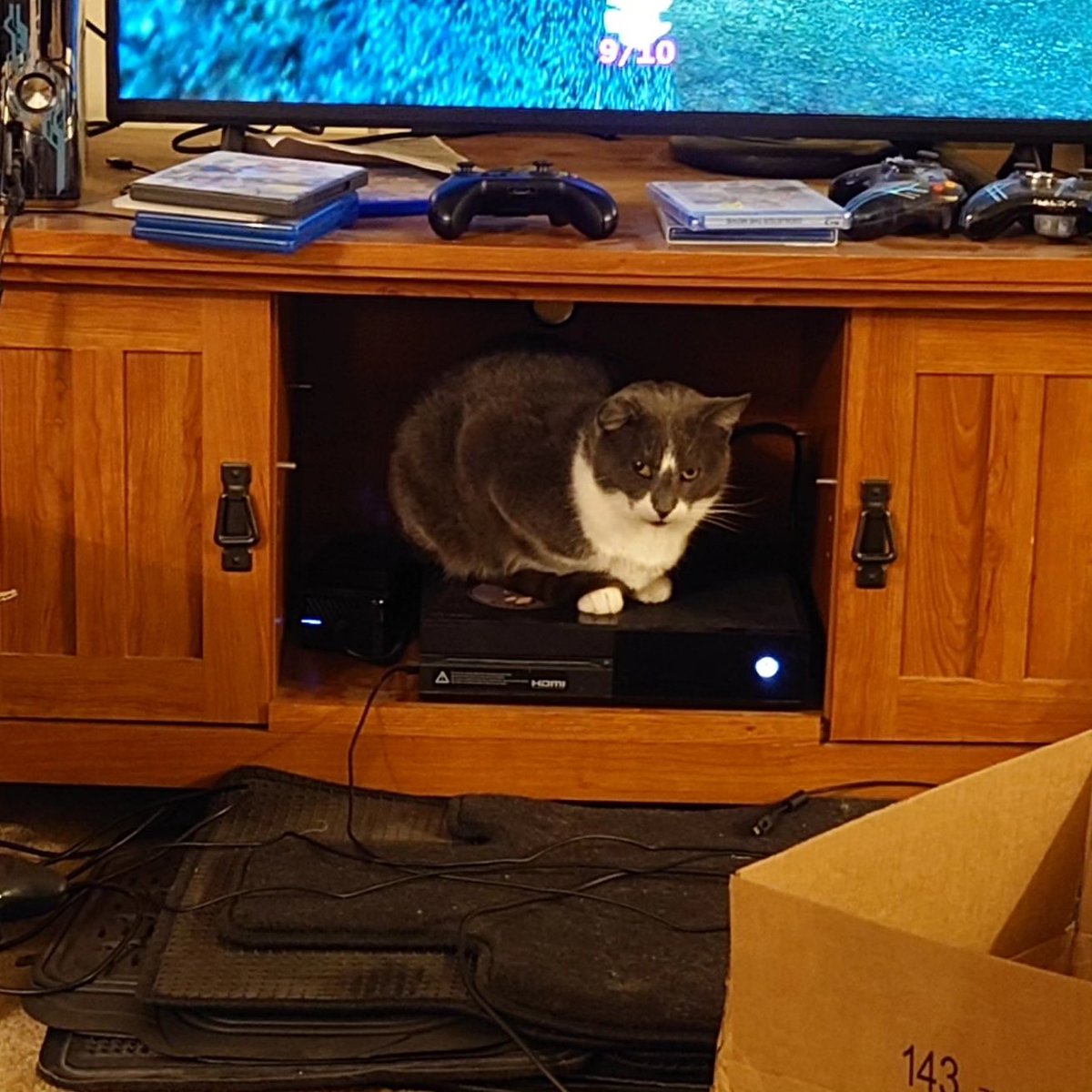 tacbaconpatches's tweet image. It&apos;s cold af out there so Velcro is warming his peets on my Xbox. Y&apos;all stay safe and stay warm out there.

#Velcrothepatchcat #tbpatches #wheyfuprotein