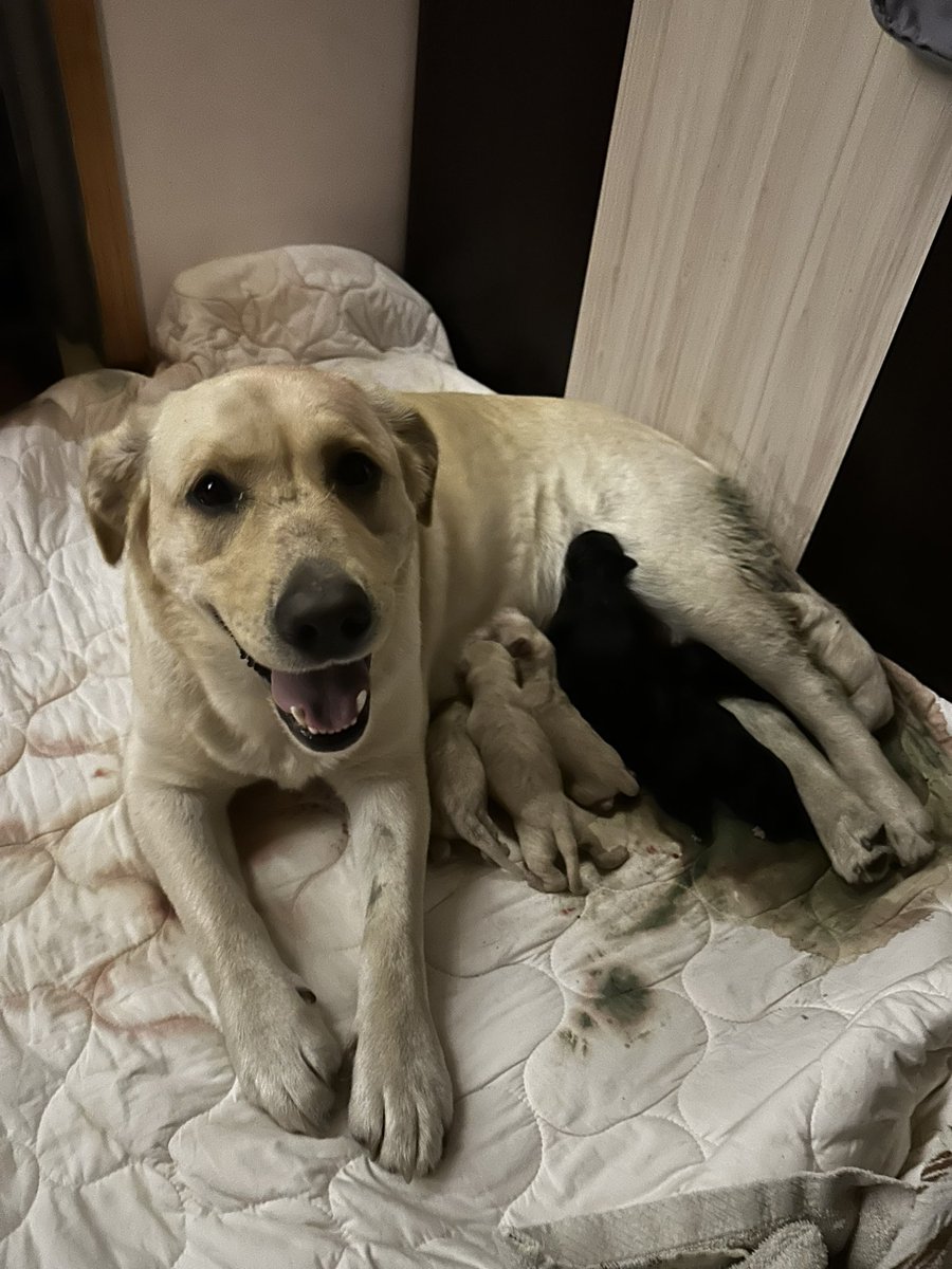 Georgi Neychev tweet media