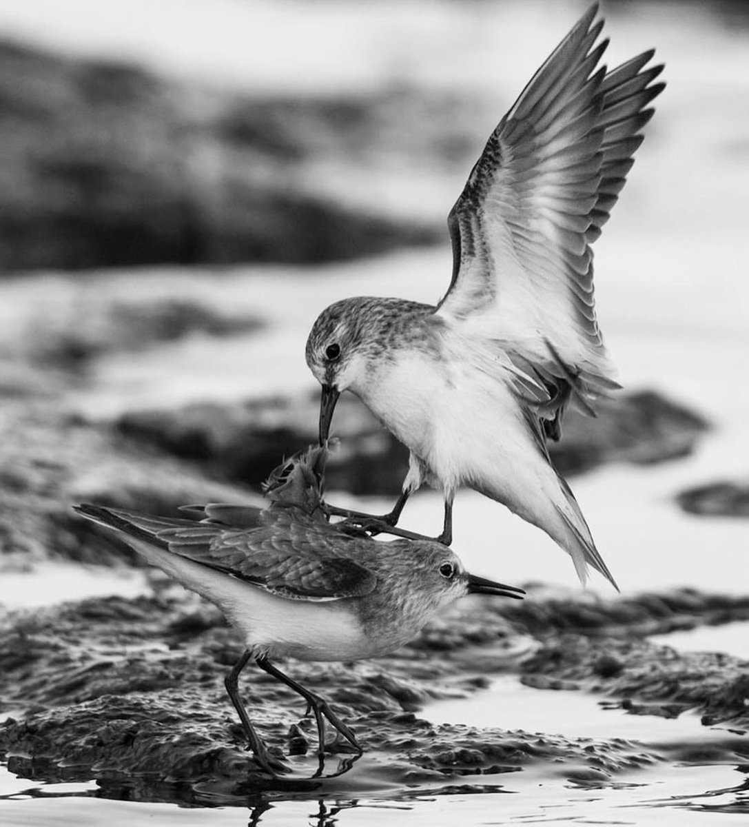 Draksphotos's tweet photo. Little stints, Bahrain. #LittleStints #territoyFight #Stints #Wildlife #Bahrain https://t.co/YfLV0rGqH1