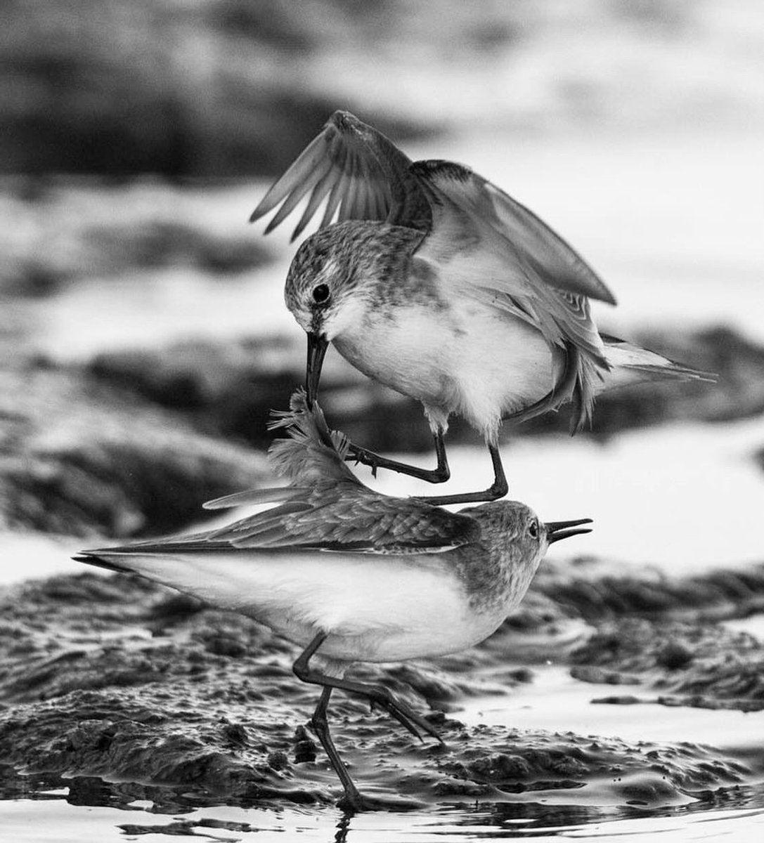 Draksphotos's tweet photo. Little stints, Bahrain. #LittleStints #territoyFight #Stints #Wildlife #Bahrain https://t.co/YfLV0rGqH1