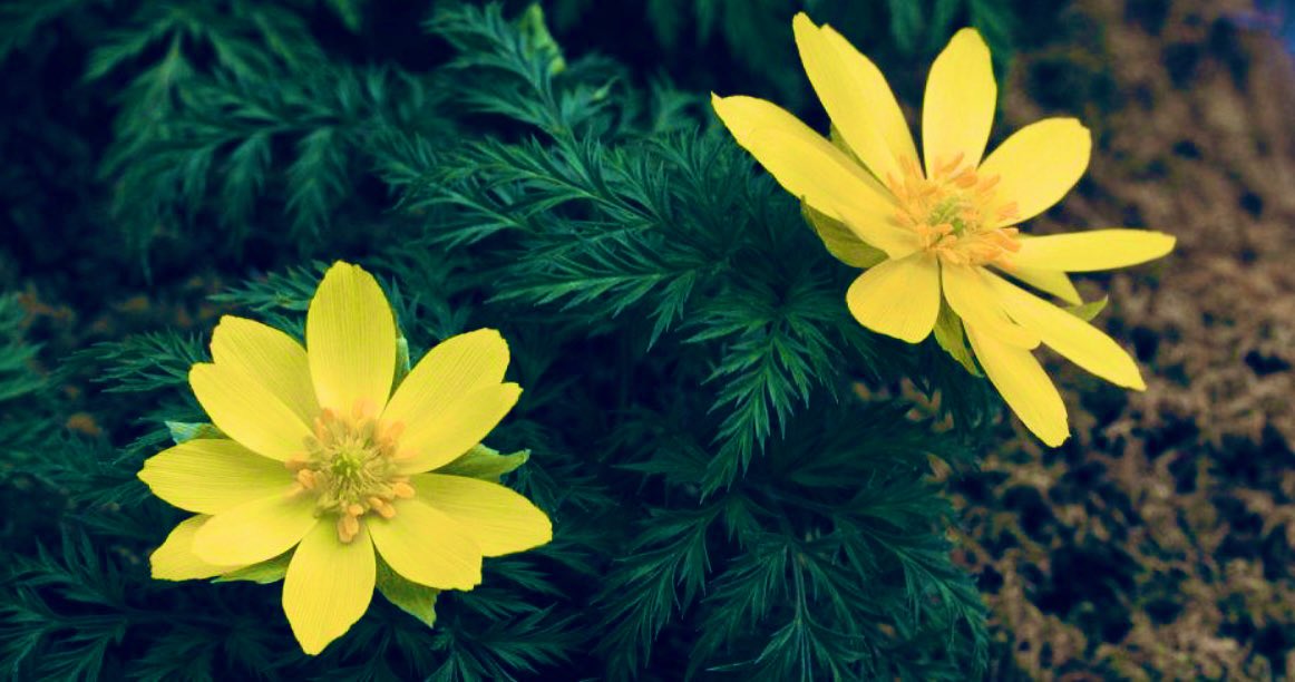 이제 봄이 온다고 노란꽃이 먼저 왔다…

🌼 노란꽃 피워 봄소식… 한라산 ‘세복수초’
한라산 세복수초 자생지에서 1.15일 개화했다. 봄을 알리는 대표적인 식물로, 눈 속에 핀다고 ‘얼음새꽃’, ‘설연화’ 라고 불리운다. 꽃말이 영원한 사랑, 영원한 행복이다. 

n.news.naver.com/article/001/00…