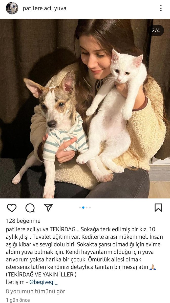 Maggie'nin trakyalı modeli yuva arıyormuş !  Tek farklı bu insan seviyormuş gajdlfşg paylaşabilir misiniz lütfen