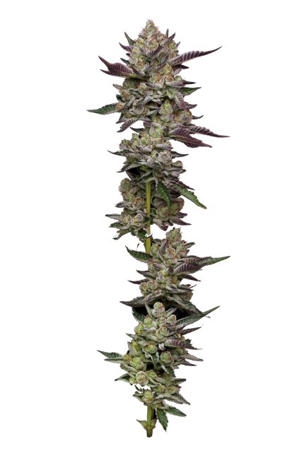 Poddy Mouth by <a href="/HumboldtSeed/">Humboldt Seed Company</a> now available at Siam Seeds!

✅ HYBRID (50% INDICA 50% SATIVA)
✅ THC 24-30%
✅ DAZZLING TRICHOME BRACTS
✅ EUPHORIC AND RELAXING
✅ S2 x PDM#30

siamseeds.com