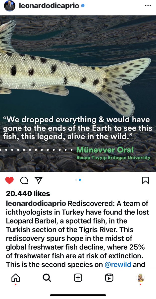 Oscarlı ve çevreci oyuncu Leonardo Di Caprio, kırmızı listede yer alan ve dünyanın en çok aranan 10 balığı arasında yer alan leopar sazanının Türkiye’de tekrar görüldüğü haberini sosyal medyasından paylaştı. Sayfasına gidip bu haberi dünyaya duyurduğu için bir beğeni ve yorum…