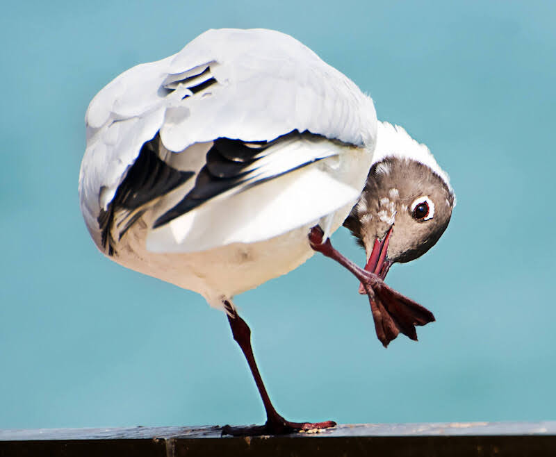 A black-headed gull polishing its shoe.
#BirdsOfUAE #BlackHeadedGull #BirdsOfTwitter #TwitterNatureCommunity #natgeoindia #BBCWildlifePOTD #ThePhotoHour #Nikonphotography #IndiAves