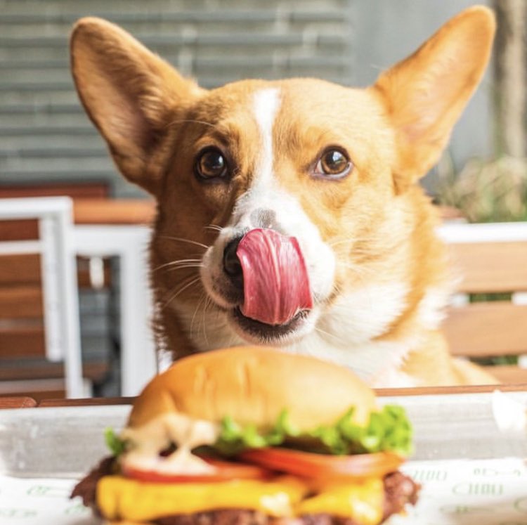 ShakeShackjpn's tweet photo. 明らかに狙われています🍔

#シェイクシャック 
#君はシャックのドッグビスケット食べてね🐶
#テラス席のあるお店はペットOK https://t.co/uI56VwuL0W
