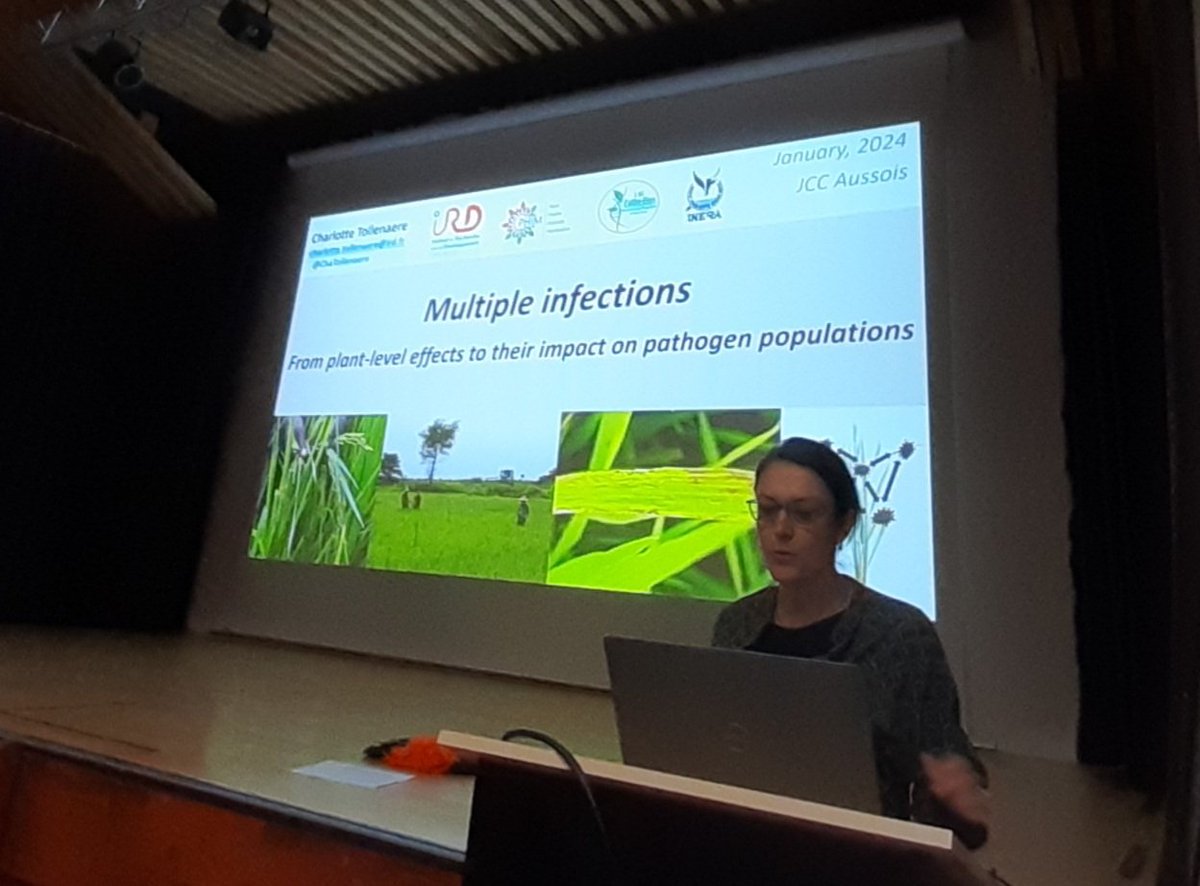 wheatpath's tweet photo. Début de la session #Epidémiologie #JJC2024 avec une super présentation introductive de @ChaTollenaere "Multiple infections: from plant-level effects to their impact on pathogen populations" centrée sur l'étude co-occurence des maladies du #riz au Burkina Faso et le #RYMV. https://t.co/iMtNtiVf8W