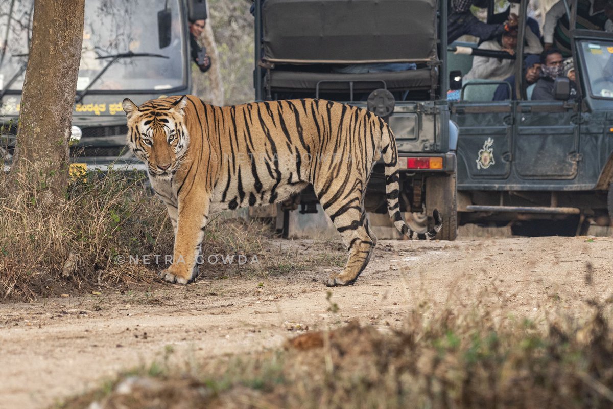 Roaring majesty: the mighty male tiger commands the jungle with unmatched strength and grace.
<a href="/ntca_india/">National Tiger Conservation Authority</a> #TigerRoyalty #WildlifeWonder #RoarOfPower #NatureKing #JungleRealm #FelineMajesty #UntamedBeauty #SavageElegance #WildHeart #TigerSpirit