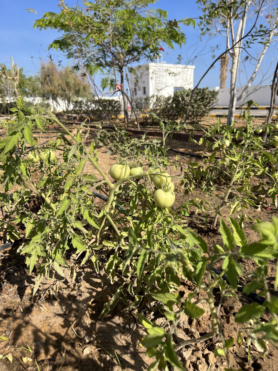 Sharing our gardening journey with you all🌱🌼 
Planting tomatoes and eggplants! Our garden will be filled with delicious and fresh produce🍅🍆 <a href="/HayAlSharooq/">HayAlSharooq</a>