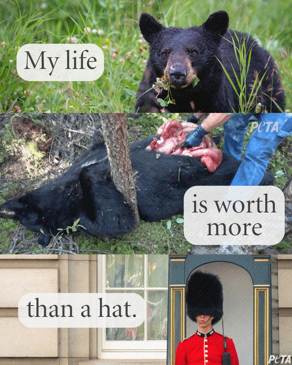 Bears are bears, not hats. #MoDGoFurFree