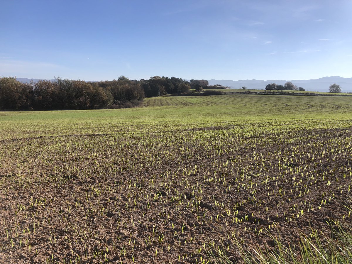 Les granjes de porcs, en bona part, són les que aguanten el sector primari català, és a dir, d’on les explotacions agràries treuren rendiment econòmic que els hi serveix per pagar tractors, i aguantar en anys de tant mala collita com aquests.
