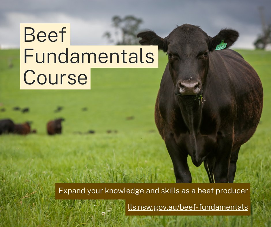 We’re excited to announce the launch of our new Beef Fundamentals Course! 🐮

This free, self-paced online course is packed full of information on cattle nutrition, grazing, your legal responsibilities, health and welfare, cattle handling and more.

lls.nsw.gov.au/beef-fundament…