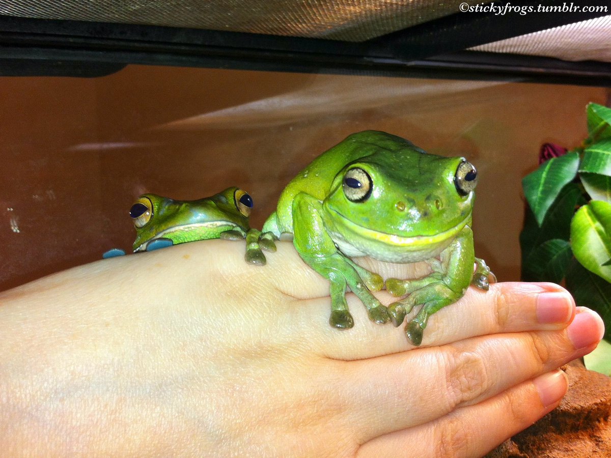 DaphneeMpsp's tweet photo. It’s 1:11 it’s frog time https://t.co/DqsfTHJ6KR