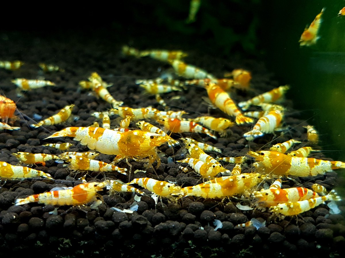 Gold shrimp

#fishofinstagram #freshwatertank #nanoaquarium #골드비 #CGS #blackgalaxy #snowflake #물생활 #관상용새우 #갤럭시피쉬본 #블랙설화