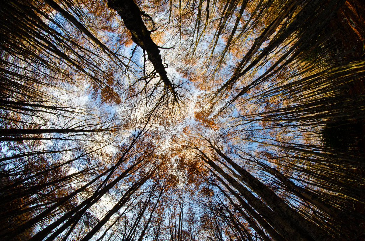 Skyward Canopy
#AutumnVibes
#TreeMagic
#ForestWhisperer
#SkyCanvas
#NaturePhotography
#WoodlandWonders
#LeavesOfInstagram
#EarthyTones
#NatureLovers
#SeasonalBeauty