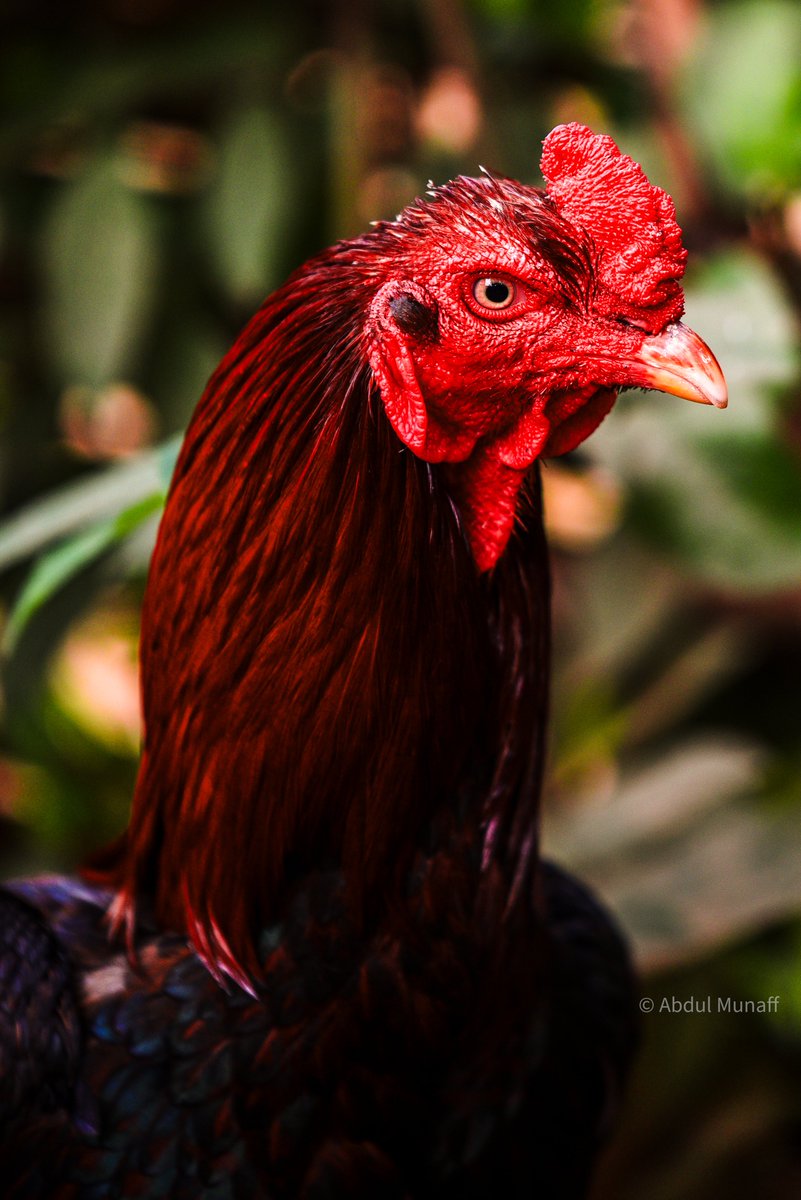 i_abdulmunaff's tweet image. సంకురాత్రి కోడి కత్తిలాంటి కోడి!

#Sankranthi #Sankranthi2024