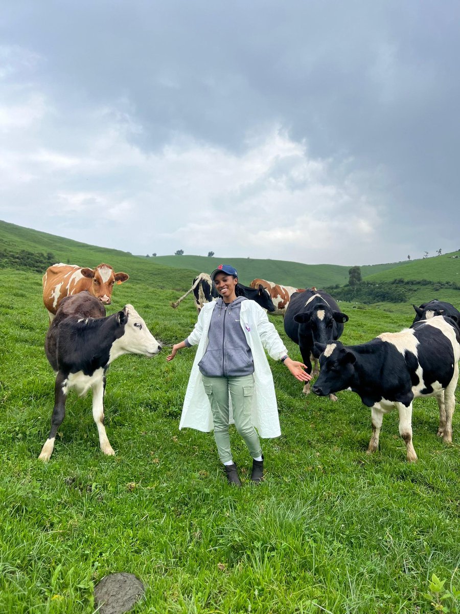 Ngabo_Karegeya's tweet photo. I tried my best to teach every Cow here to be friendly and they all get first class 🥰😍.

Vicky will never forget these moments.❤️ https://t.co/4bM0arSKWE