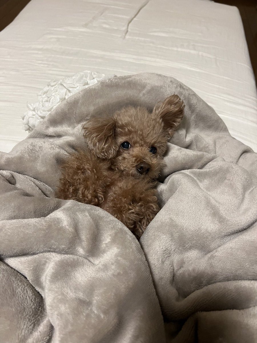 okadapress's tweet photo. 愛犬ミニー
寒くて布団から出れないみたいです(笑) https://t.co/47eQ1MO3cy