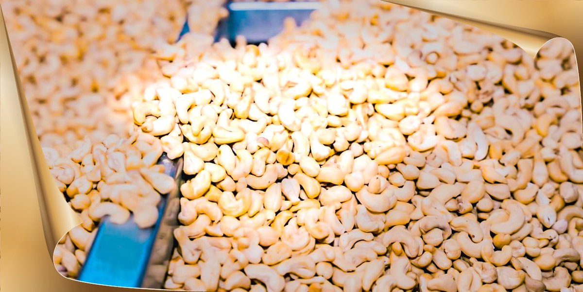 DungTienNguyen4's tweet image. 🌱 "Introducing Danielmachine's latest harvest of organic cashews – nature's own crunchy treat!" #OrganicCashews #Danielmachine