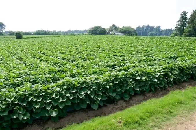 How To Plant #SweetPotatoes 🥔
#Sweetpotatoes thrive in loose, friable soils, particularly fertile sandy loams while performing poorly in clay and stony soils. Avoiding water-logged conditions is crucial, as is steering clear of saline and alkaline soils. 

 #Newgenerationfarms