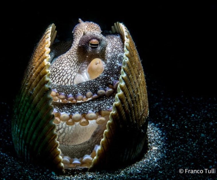 artinsociety's tweet photo. After a tough day, a tiny octopus finds somewhere safe to have a snooze, in this handy clamshell ~ photographed in Lembah Strait, off Indonesia, by Franco Tulli (Australian Nature Photographer Awards 2021)
https://t.co/m6kgGGg8Di https://t.co/G2dMzAOgqk