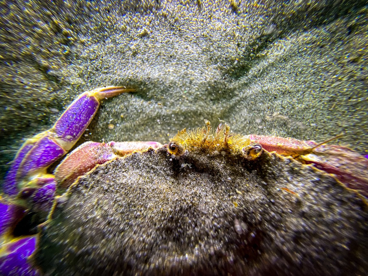 TreasuresAA's tweet photo. “Whiskers” Everyday #10 

Join me on this creative adventure as I create a new piece of art and share it with you everyday. Let me know what you think in the comments! 💙

#art #photographer #photography #videographer #ocean #sandiego #lajolla #California https://t.co/px9lkeg1F2