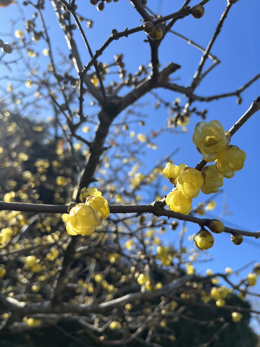 Arearea_RINO's tweet photo. 今年はたくさん花を付けてくれた『蝋梅（ろうばい）』の木。あれから29年。当時のお話をスマホニュースで読むたびに、涙が流れます。年明けから地震や事故が続いて、何気ない毎日がどんなに貴重なことか、思い知らされています。目に入るすべてを愛おしむ気持ちを忘れない。改めて誓う1日です。 https://t.co/YDpe7FG8EF
