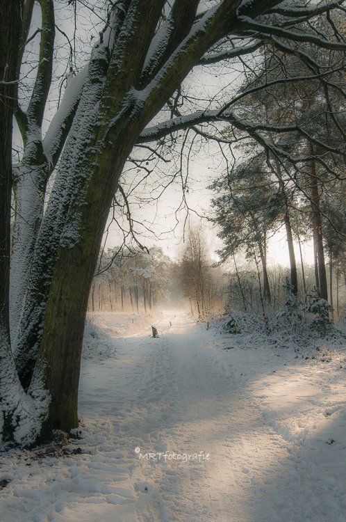 Marianne Rouwendal🌿 tweet media