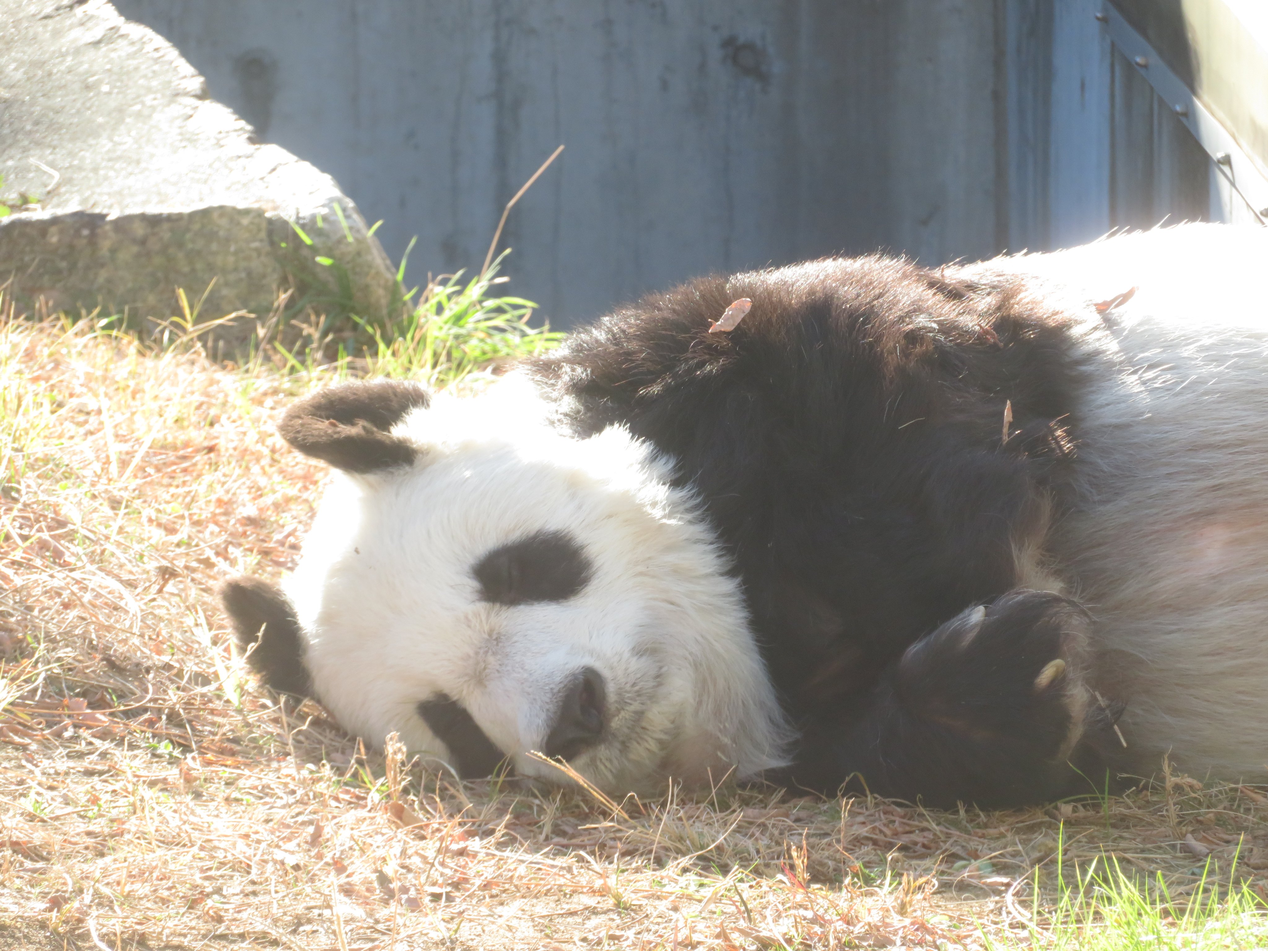 神戸市立王子動物園(公式) on X: 神戸市立王子動物園(公式) on X: