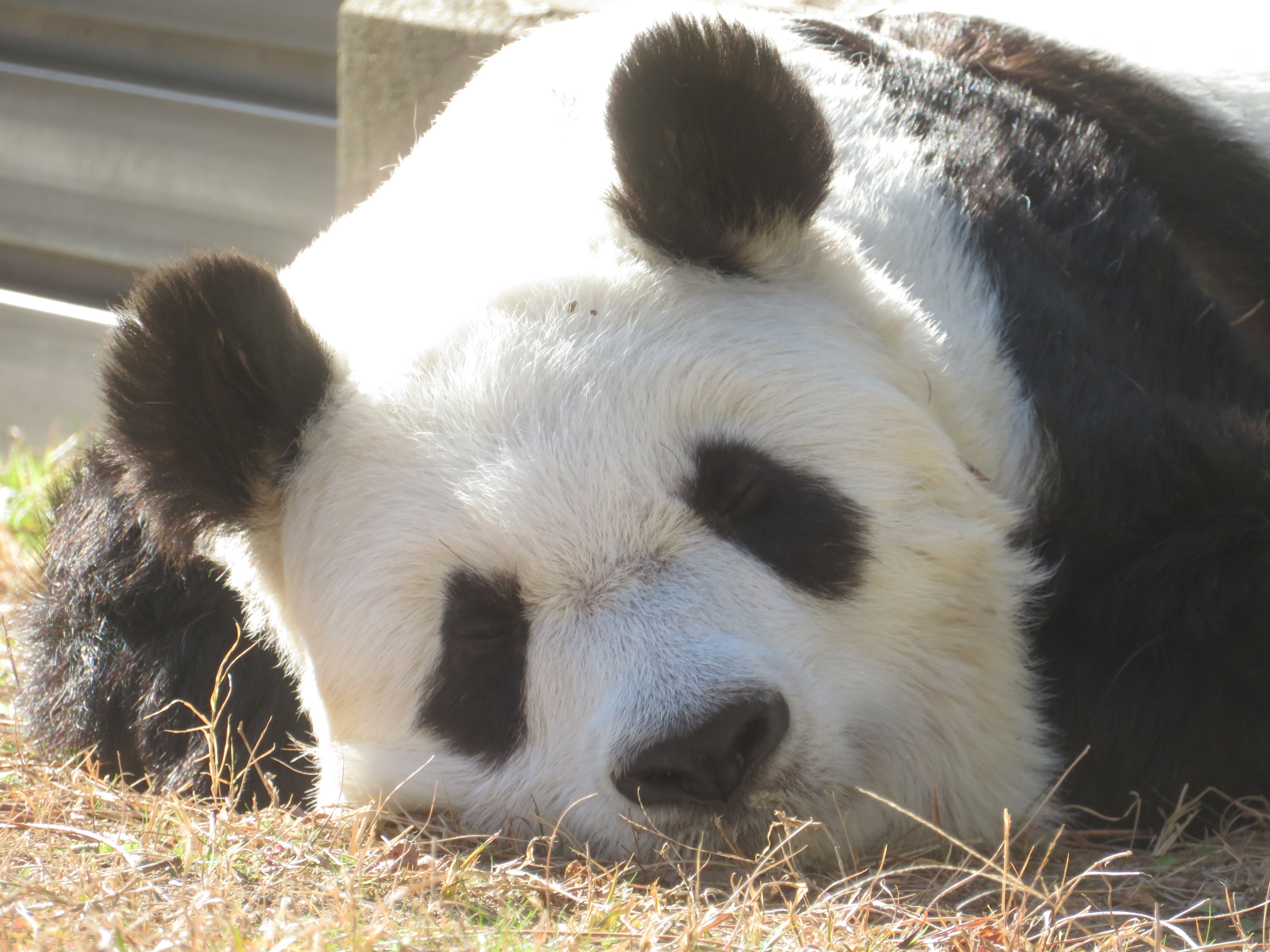 神戸市立王子動物園(公式) on X: 神戸市立王子動物園(公式) on X: