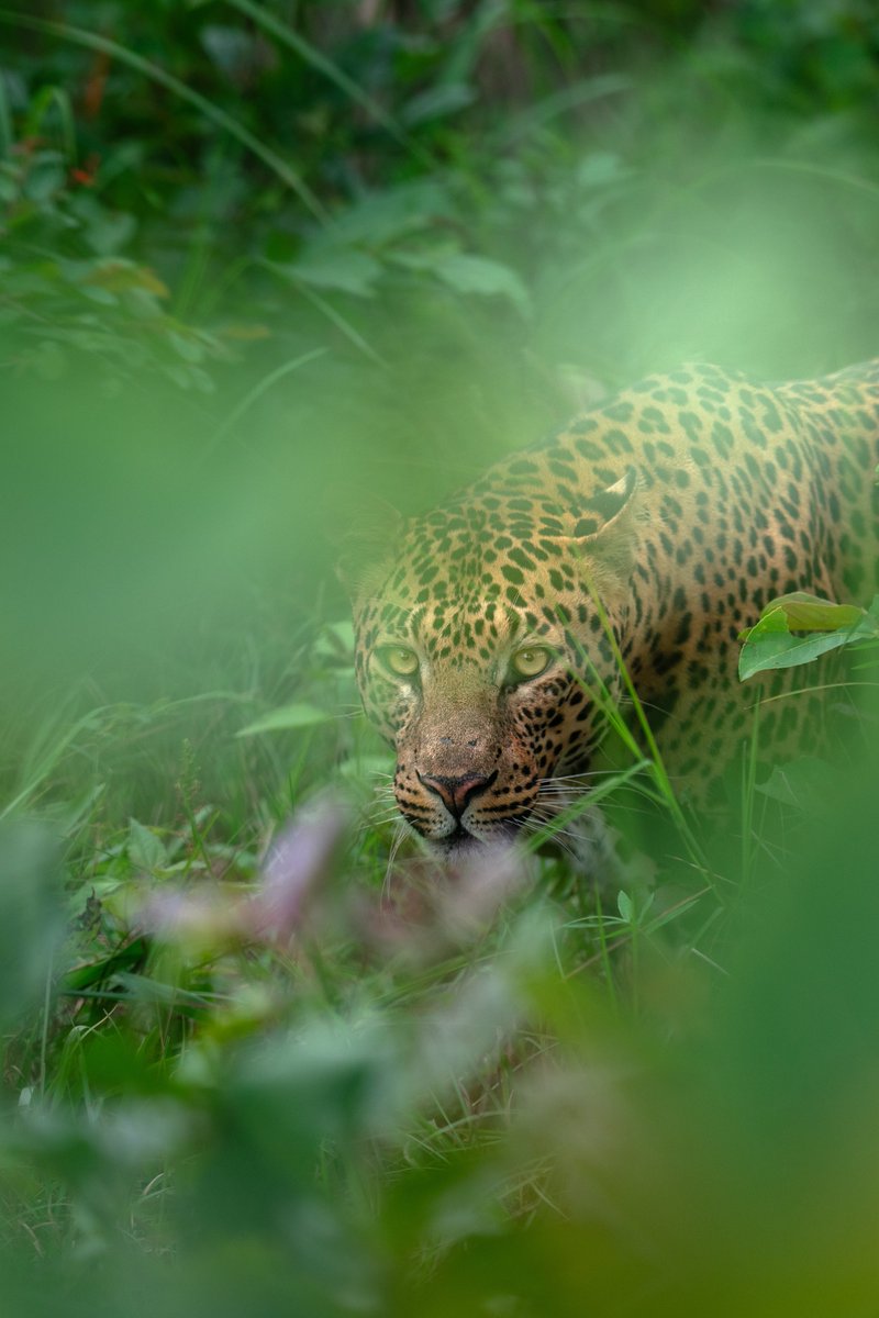 Subhash Nair tweet media