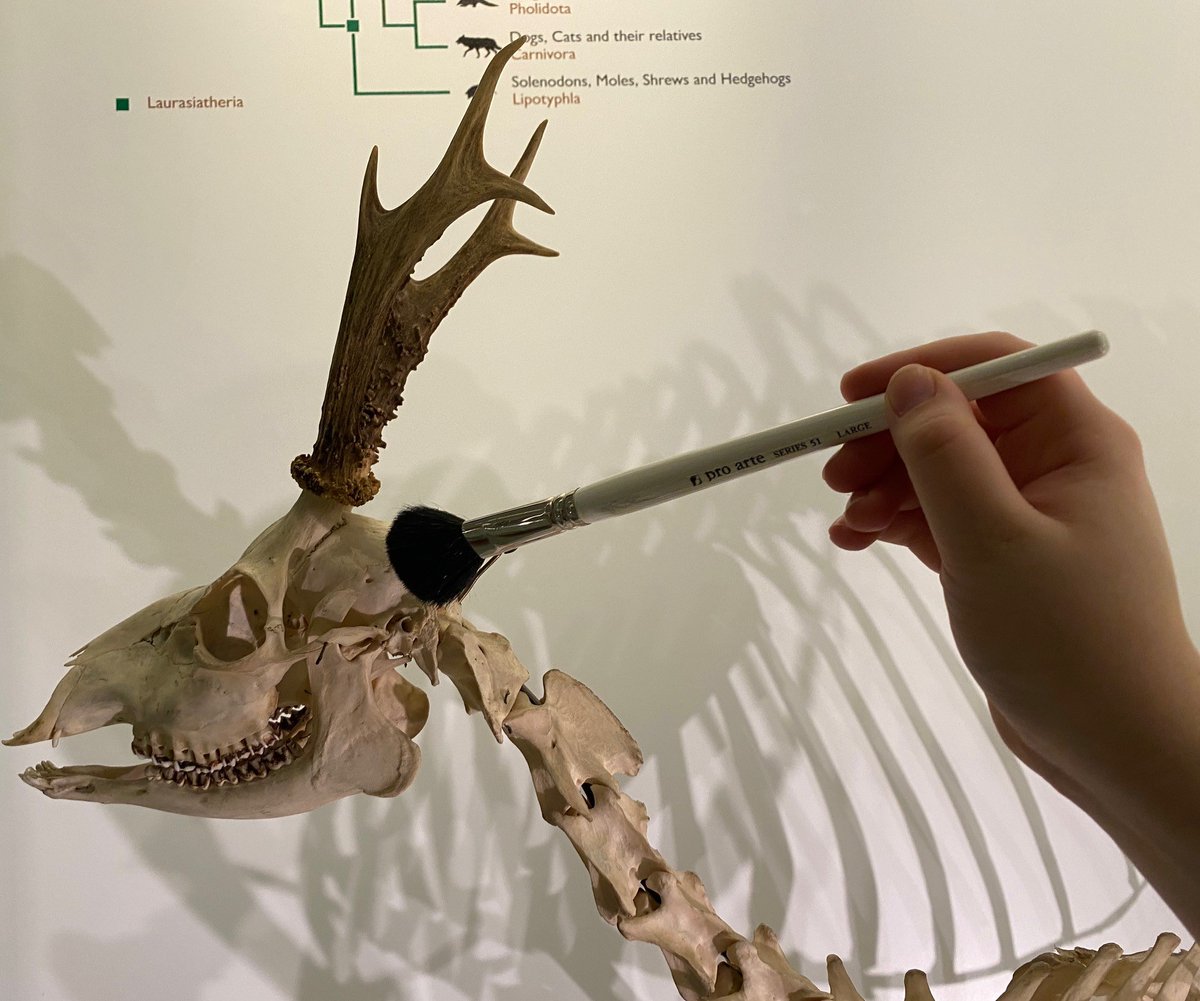 Have you ever thought about how you would clean a male roe deer skeleton? No?😉 It turns out the best way is with a soft bristle paintbrush. 🖌️🖌️🖌️ Museum closed this week - we re-open on Saturday 20 Jan. Café open as usual. @CamUnivMuseums